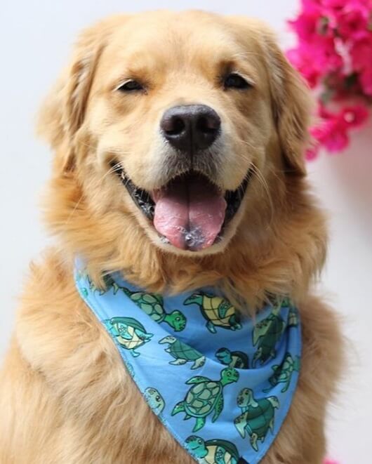 meundies dog bandana